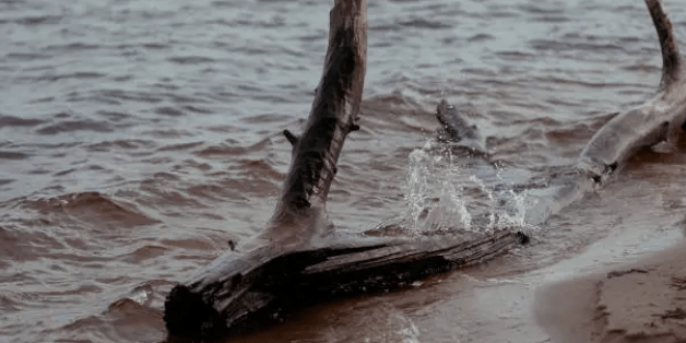 drifting wood in water